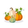 Autumn bright pumpkins, large and small, with leaves on a white background, vector Royalty Free Stock Photo