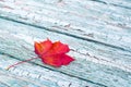 Autumn bright red lonely maple leaf on old textured blue painted board