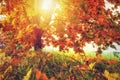 Autumn. Bright sunlight through colorful yellow and red tree. Nature landscape. Fall. Golden tree in warm sunlight Royalty Free Stock Photo