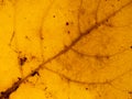 Autumn bright yellow poplar leaf texture closeup Royalty Free Stock Photo