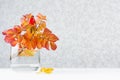 Autumn bright yellow and red leaves bouquet of rose hip in glass vase on white wood table, copy space. Royalty Free Stock Photo