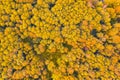 Autumn bright yellow trees in a park with hiking trails, aerial top view look down