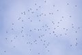 Autumn Broad-Wing Hawk Migration