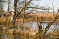 Autumn broken tree by the pond. Without leaves.