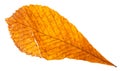 autumn broken yellow leaf of horse chestnut tree