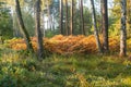 Autumn, brown ferns in a pine-birch forest. Royalty Free Stock Photo