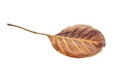 Autumn brown leaf form park isolated on white background Royalty Free Stock Photo
