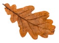 autumn brown leaf of oak tree isolated Royalty Free Stock Photo