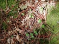 Autumn, brown leaves