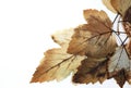 Autumn brown leaves on white background. Photophone.