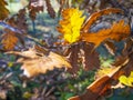 Autumn brown and orange oak tree leaves. Fall weather. Wind and dry leaves. Royalty Free Stock Photo