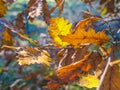 Autumn brown and orange oak tree leaves. Fall weather. Wind and dry leaves. Royalty Free Stock Photo