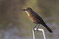 Autumn brown plumage of female boat tailed grackle Royalty Free Stock Photo