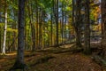 Autumn brown and yellow forest full on fallen leaves and with lightrays on the way up to Stadelwand summit