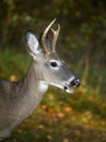 Autumn buck Royalty Free Stock Photo