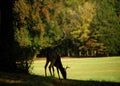 Autumn Buck Royalty Free Stock Photo