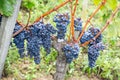 Autumn bunches of ripe merlot grapes on vine in vineyard at harvest time in bordeaux Royalty Free Stock Photo