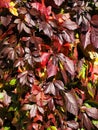 Autumn burgundy background from leaves of wild grapes