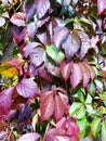 Autumn burgundy grape leaves