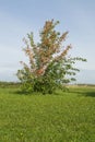 Autumn bush Royalty Free Stock Photo