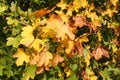 Autumn bush Royalty Free Stock Photo