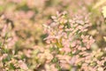 Autumn bush cranberries with yellowed leaves in the forest.