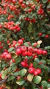 Autumn bush with red berries Royalty Free Stock Photo