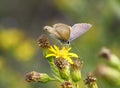 Autumn butterfly. Lampides boeticus ie Pea blue or Long tailed blue on yellow flowers of Dittrichia viscosa aka Sticky Royalty Free Stock Photo