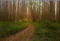 Autumn Bypath Through Forest Royalty Free Stock Photo