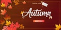 Autumn calligraphy sale background layout decorate with leaves for shopping sale or promo poster and frame leaflet or web banner. Royalty Free Stock Photo