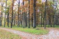 Autumn came imperceptibly spreading its leaves on the ground Royalty Free Stock Photo