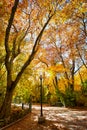 Autumn in Campo Grande Park