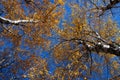 Autumn Canopy Royalty Free Stock Photo