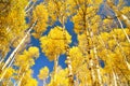 Autumn Canopy of Brilliant Yellow Aspen Tree Leafs in Fall with Clear Blue Skies, Colorado Royalty Free Stock Photo