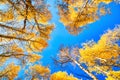 Autumn Canopy of Brilliant Yellow Aspen Tree Leafs in Fall with Clear Blue Skies, Colorado Royalty Free Stock Photo