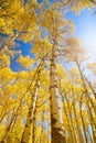 Autumn Canopy of Brilliant Yellow Aspen Tree Leafs in Fall with Clear Blue Skies, Colorado Royalty Free Stock Photo