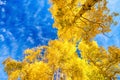 Autumn Canopy of Brilliant Yellow Aspen Tree Leafs in Fall with Clear Blue Skies, Colorado Royalty Free Stock Photo