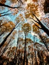 Autumn canopy