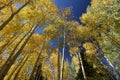 Autumn Canopy of Yellow and Green Aspen Tree Leaves in Fall Royalty Free Stock Photo