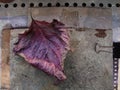 Autumn card with fallen leaf Royalty Free Stock Photo