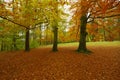 Autumn park with beech trees