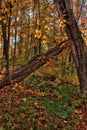 Autumn at Carlton Peak of the Sawtooth Mountains in Northern Minnesota on the North Shore of Lake Superior Royalty Free Stock Photo