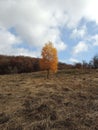 Autumn in the Carpathian Mountains