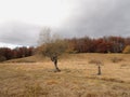 Autumn in the Carpathian Mountains