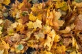 Autumn Carpet From Dry Brown Leaves. Fall Background. Autumn Leaves Backdrop. Beautiful Autumn Season In Park