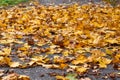 Autumn Carpet From Dry Brown Leaves. Fall Background. Autumn Leaves Backdrop. Beautiful Autumn Season In Park