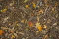 autumn carpet from fallen leaves