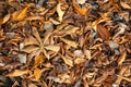 Autumn carpet of fallen leaves