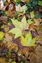 Autumn carpet of multicolor leaves Royalty Free Stock Photo