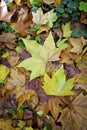 Autumn carpet of multicolor leaves